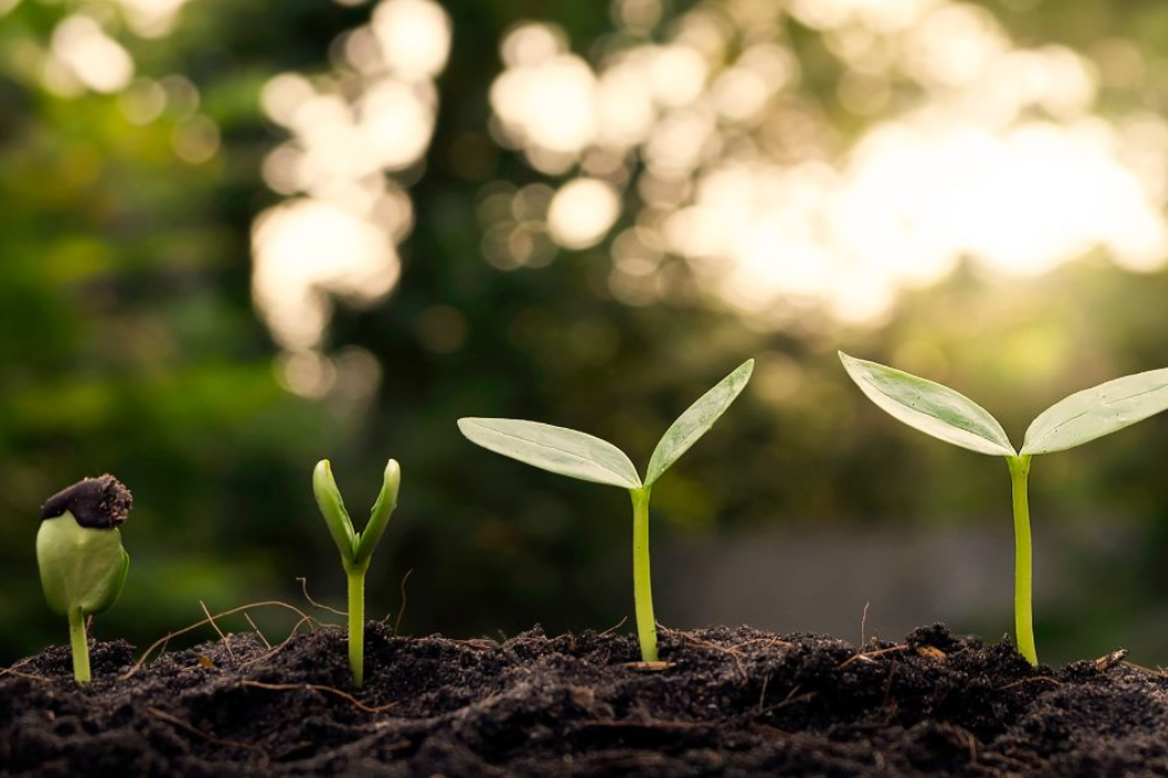 plant sprouts