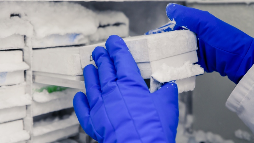 hands handling frozen tests in bio science freezer