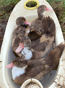 ducks